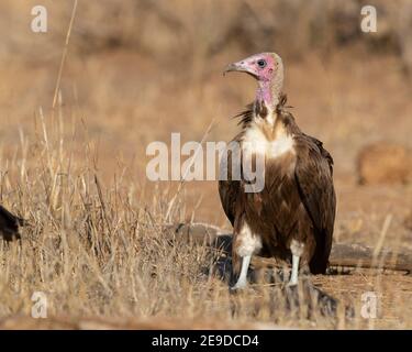 Avvoltoio con cappuccio (Necrosyrtes monachus), adulto in piedi a terra, Sudafrica, Mpumalanga Foto Stock