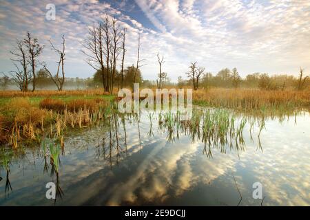 stagno di moor della riserva naturale Scheps in primavera, Belgio, Scheps riserva naturale, Balen Foto Stock