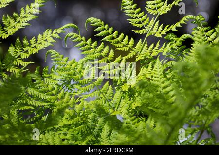 Felce da donna alpina (Athyrium distentifolium), fronti, Austria, Carinzia Foto Stock