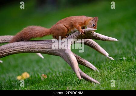 Scoiattolo rosso europeo, scoiattolo rosso eurasiatico (Sciurus vulgaris), che annidava una formella stag, animale madre che si dota di minerali, Germania Foto Stock