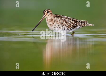 Snipe comune (Gallinago gallinago), adulto che cammina in uno stagno, Italia, Campania Foto Stock