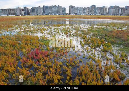 Erba sottile, Glasswort, Glasswort, Glasswort comune (Salicornia europaea), palude di sale di fronte a un denso sviluppo sulla costa del Mare del Nord, Belgio; Foto Stock