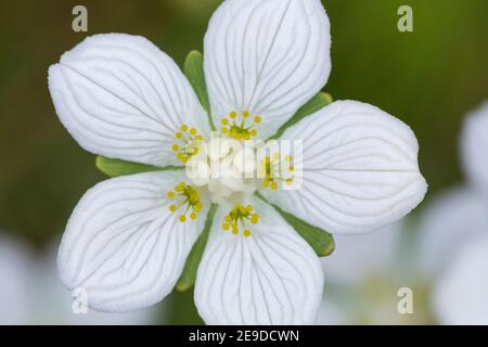 Erba palustre-di-parnassus (Parnassia palustris), fiore, Germania Foto Stock