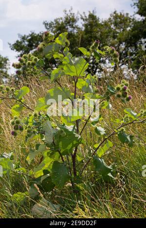 Greater burdock (Arctium lappa), abitudine fiorente, Germania Foto Stock