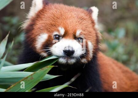 Panda rossa in Cina ( Ailurus fulgens ) Foto Stock