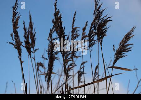 canne di virgina water surrey Foto Stock