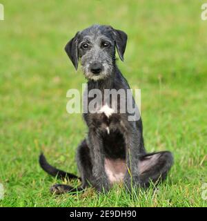 cucciolo di Bracco Foto Stock