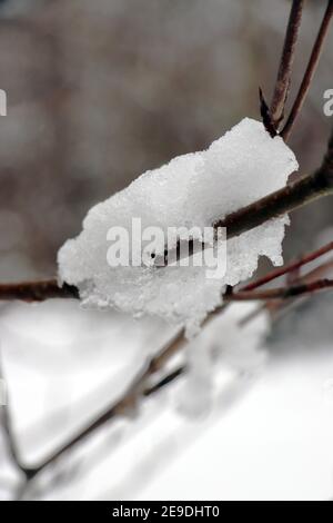 Primo piano su neve su un ramo Foto Stock