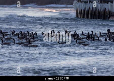Gregge di oche canadesi sulle onde. Scena notturna dalla riva del lago Michigan. Foto Stock