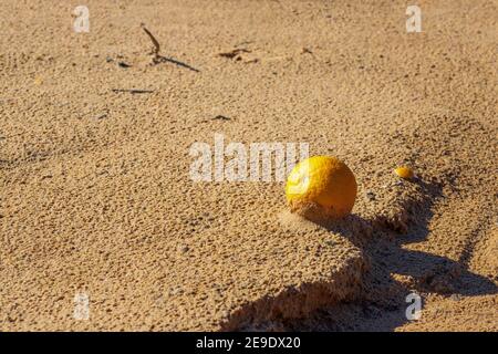Primo piano di frutta arancio matura che cade sulla sabbia con tracce di gocce di pioggia Foto Stock