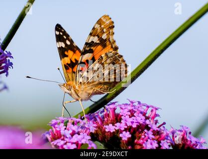 Farfalla, dipinta Signora (Vanessa Cardui). Si trova nel Regno Unito, ma i numeri variano da un anno all'altro. Alimentazione fotografata su Verbena. (Vista dal sottoscocca). Foto Stock