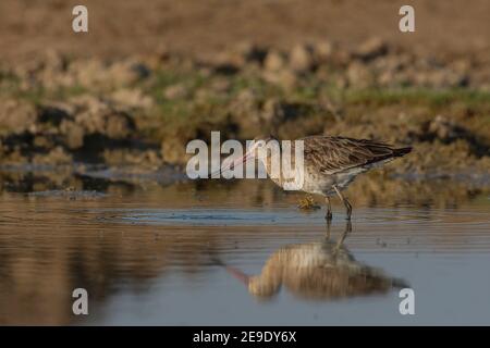 godwit dalla coda nera (Limosa limosa) in piedi. Foto Stock