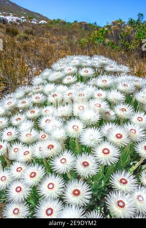 (Anaphalis margaritacea) fiori perlacei occidentali eterni in fiore in estate, Sudafrica Foto Stock