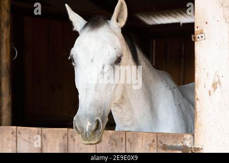 Ritratto in primo piano di un cavallo bianco in un fienile a Santa Cruz, Cile Foto Stock