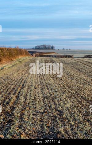 Vista panoramica invernale di un campo con un raccolto di cereali in una mattinata gelata con siepi e boschi nel sfondo Foto Stock