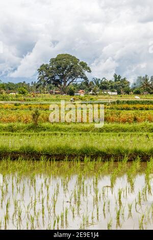 Riso giovane che cresce su terrazze. Paesaggio rurale. Tabanan, Bali, Indonesia. Foto Stock