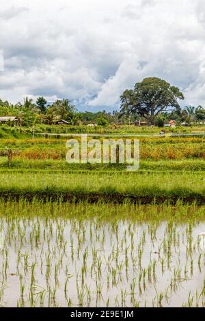 Riso giovane che cresce su terrazze. Paesaggio rurale. Tabanan, Bali, Indonesia. Foto Stock