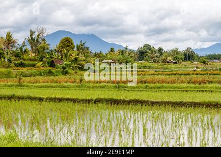 Riso giovane che cresce su terrazze. Paesaggio rurale. Tabanan, Bali, Indonesia. Foto Stock