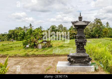 Riso giovane che cresce su terrazze. Paesaggio rurale. Tabanan, Bali, Indonesia. Foto Stock