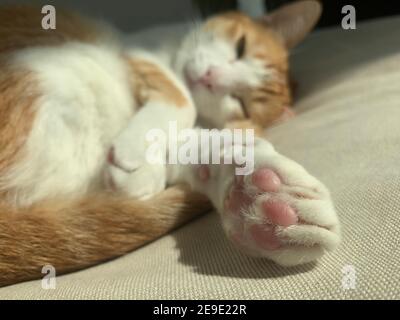 zampa a mano del gatto sul pullman Foto Stock