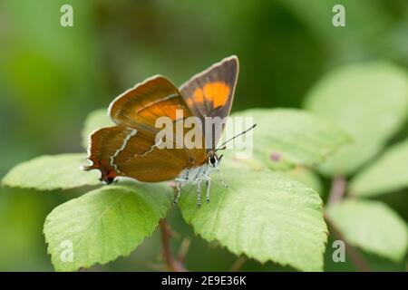 Femmina, marrone Hairstreak Butterfly, Thecla betulae, a riposo su foglia di bramble, Rubus fruticosus presso la RSPB's Otmoor Reserve, Oxfordshire, agosto 2019. Foto Stock