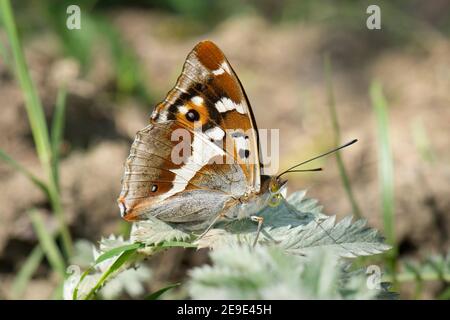 Maschio Purple Emperor Butterfly, Apatura iris, poggiante su foglia d'erbacce d'argento a Bernwood Forest, Oakley Wood, Buckinghamshire, 24 giugno 2020. Foto Stock