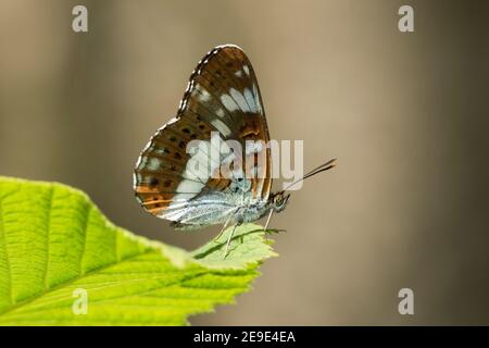 White Admiral Butterfly, Limenitis camilla, a riposo su una foglia a Bernwood Forest, Buckinghamshire, 24 giugno 2020. Foto Stock