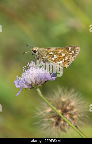 Skipper Butterfly, clarus di Epargyreus, scollo su un piccolo fiore di Scabiosa, colonna di Scabiosa, presso la riserva naturale Aston Rowant. Foto Stock