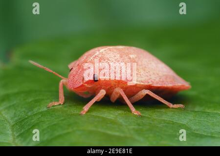 Tenero Tartaruga Shieldbug (Eurygaster testudinaria) seduto sulla foglia. Tipperary, Irlanda Foto Stock