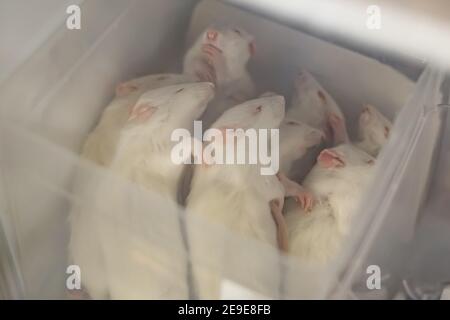Topi bianchi congelati in un congelatore in un negozio di animali domestici Foto Stock