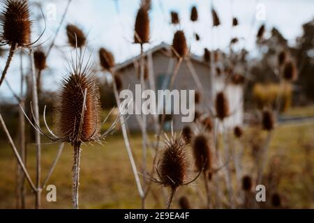 Colpo di closeup di fiori secchi del tistolo che crescono in un campo Foto Stock