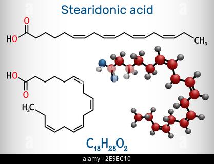 Acido stearidonico, acido morottico, molecola SDA. È un acido omega-3, grasso, ottadecatetraenoico. Formula chimica strutturale e modello molecolare Illustrazione Vettoriale