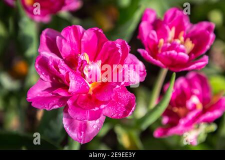 Tulipani colorati in una ventosa giornata di primavera. Foto Stock