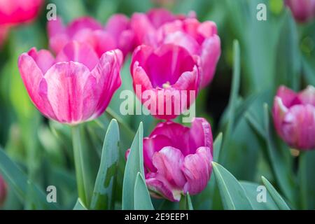 Tulipani colorati in una ventosa giornata di primavera. Foto Stock