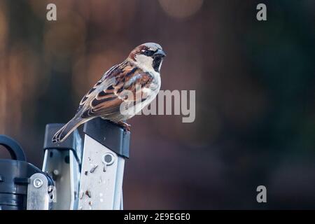 Maschio casa finch in cortile posteriore Foto Stock