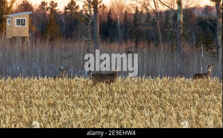 Cervi dalla coda bianca in un campo di mais tagliato nel Wisconsin settentrionale. Foto Stock