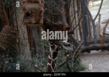 Giraffe, in latino chiamato Giraffa camelopardalis, testa in vista laterale ravvicinata. Sta cercando cibo. È un animale che vive in cattività. Foto Stock