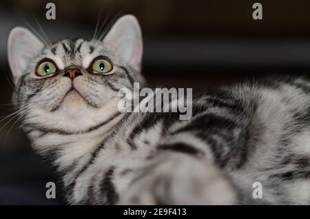 Gatto tabby argentato britannico che giace e si guarda intorno, gatto grigio molto bello e carino. Foto Stock