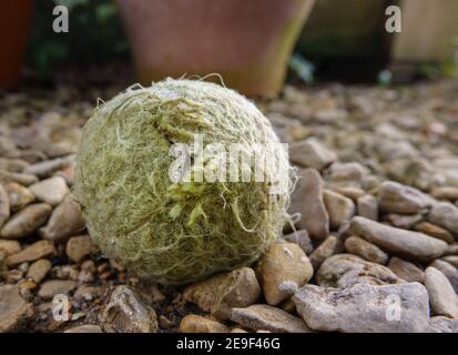 primo piano del cane masticato gioco di palla da tennis tra ciottoli da giardino Foto Stock