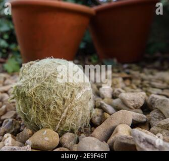 primo piano del cane masticato gioco di palla da tennis tra ciottoli da giardino Foto Stock