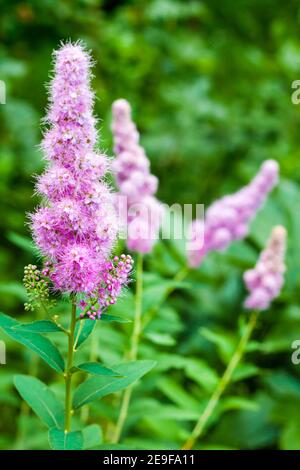 Primo piano della fioritura willow-herb (Spiraea salicifolia) nel giardino Foto Stock