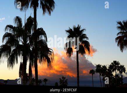 Le palme si stagliano contro il cielo del mattino mentre il sole sorge a Palm Springs, California. Foto Stock