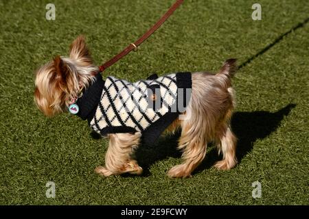 Un Terrier dello Yorkshire su un guinzaglio e indossando un maglione del cane cammina di fronte al suo proprietario in un parco a San Antonio, Texas Foto Stock