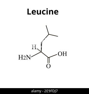 Aminoacido Leucina. Formula molecolare chimica della leucina amminoacidica. Illustrazione vettoriale su sfondo isolato Illustrazione Vettoriale