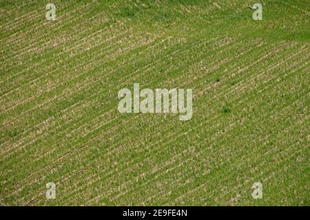 Vista del campo agricolo, agricoltura efficiente di colture biologiche . Terreni agricoli Foto Stock