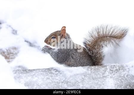 Scoiattolo divertendosi in inverno, giocando nella neve. Foto Stock