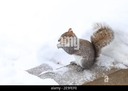 Scoiattolo divertendosi in inverno, giocando nella neve. Foto Stock