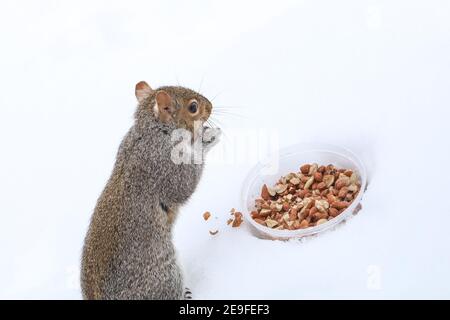 Scoiattolo divertendosi in inverno, giocando nella neve. Foto Stock