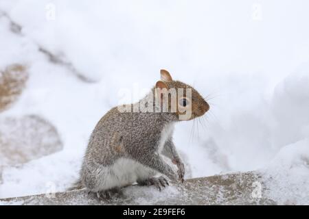 Scoiattolo divertendosi in inverno, giocando nella neve. Foto Stock