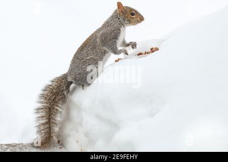 Scoiattolo divertendosi in inverno, giocando nella neve. Foto Stock